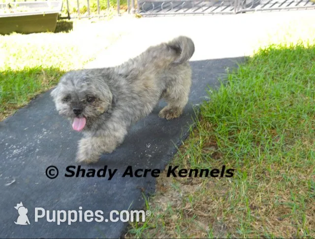 Gironimo--Parent pics too, a male Mal Shi for sale in Macon, GA – 9 of 10