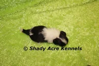 Trinidad, a male Shih Tzu for sale in Macon, GA – 2 of 5
