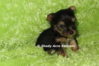 AKC Celantro--average <4lb--Parent pics listed, a male Yorkshire Terrier for sale in Macon, GA – 2 of 10