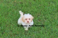 Rolanda, a female Havamalt for sale in Macon, GA – 5 of 9