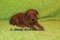 F1b MINI Lazy--average weight 30lbs, a male Miniature Goldendoodle for sale in Macon, GA – 8 of 10