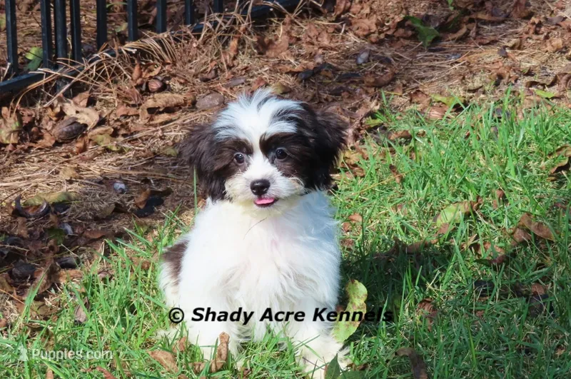 Madam – Shichon puppy for sale in Macon, GA