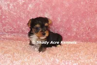 Buffi---AKC registerable, a female Yorkshire Terrier for sale in Macon, GA – 9 of 10