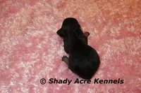 Lodybug, a female Miniature Dachshund for sale in Macon, GA – 3 of 5