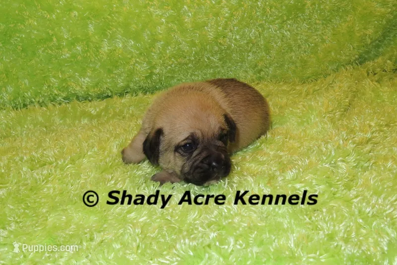 Bear – Puggle puppy for sale in Macon, GA