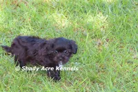 Willis, a male Shihpoo for sale in Macon, GA – 2 of 7