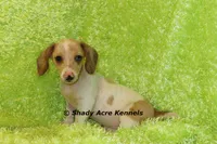 Yang, a male Miniature Dachshund for sale in Macon, GA – 3 of 9