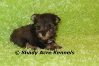 Eski, a male Miniature Schnauzer for sale in Macon, GA – 9 of 9