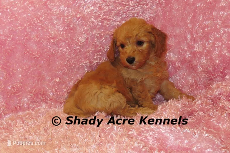 F1b MINI Lathy--average weight 30lbs – Miniature Goldendoodle puppy for sale in Macon, GA