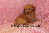 F1b MINI Lathy--average weight 30lbs, a female Miniature Goldendoodle for sale in Macon, GA – 3 of 10