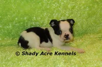 Indy--Splash with a Haggerty Spot, a male Boston Terrier for sale in Macon, GA – 10 of 10