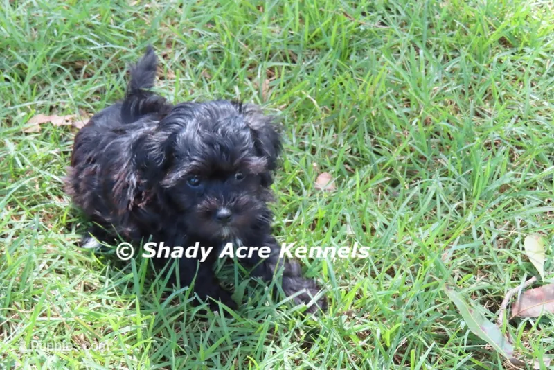 William – Shihpoo puppy for sale in Macon, GA