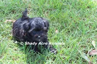 William, a male Shihpoo for sale in Macon, GA – 1 of 8