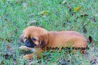 Firston--Parent pics too, a male Shih Tzu for sale in Macon, GA – 5 of 8
