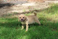 Bebby, a male Puggle for sale in Macon, GA – 10 of 10