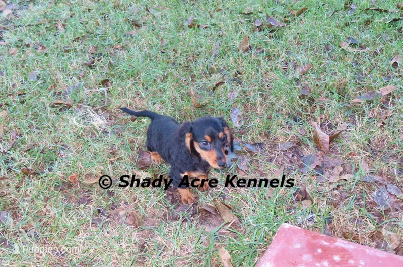 Long coat Lola--AKC registerable – Miniature Dachshund puppy for sale in Macon, GA