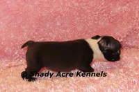 Mantana--ready to go 11-2, a female Boston Terrier for sale in Macon, GA – 9 of 10