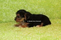 AKC Buick, a male Yorkshire Terrier for sale in Macon, GA – 3 of 6