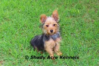 Odie 5.5lb., a male Yorkshire Terrier for sale in Macon, GA – 9 of 10