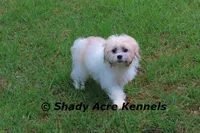 Shichon Magelan, a male Shichon for sale in Macon, GA – 8 of 9