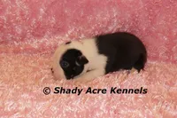 Haggerty Dot Ina, a female Miniature Goldendoodle for sale in Macon, GA – 6 of 6