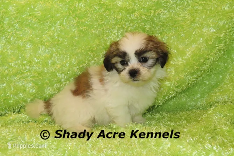 Girrett – Mal Shi puppy for sale in Macon, GA