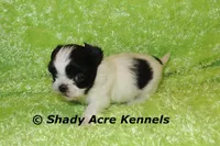 Pinther, a male Shih Tzu for sale in Macon, GA – 4 of 5