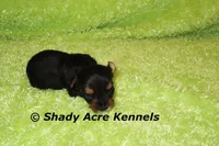 SeaDog, a male Yorkshire Terrier for sale in Macon, GA – 2 of 6