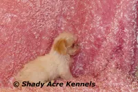 Dianna-mature weight 5-7 lb, a female Mal Shi for sale in Macon, GA – 5 of 7