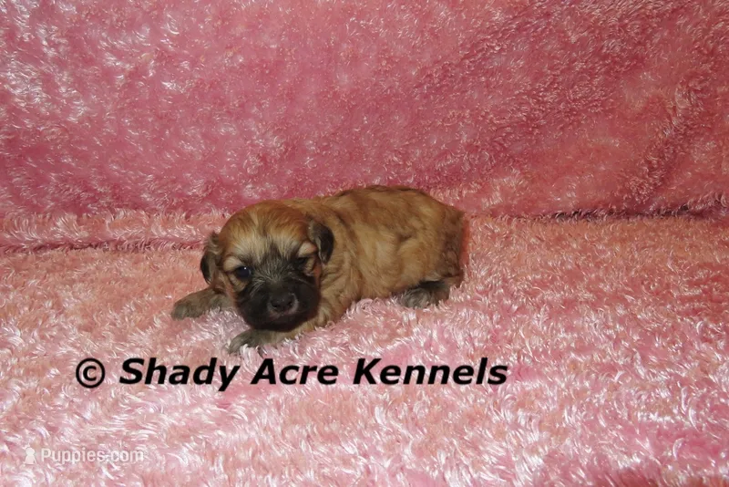 Gizzy – Shichon puppy for sale in Macon, GA