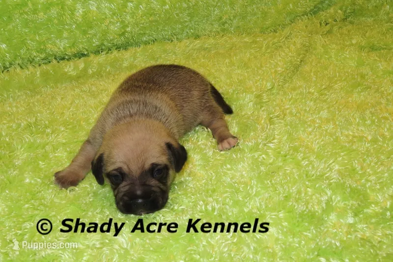Benji – Puggle puppy for sale in Macon, GA