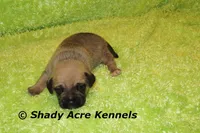 Benji, a male Puggle for sale in Macon, GA – 1 of 6