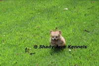Gironimo, a male Mal Shi for sale in Macon, GA – 1 of 7