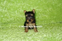 AKC Central-average <4lb--Parent pics listed, a male Yorkshire Terrier for sale in Macon, GA – 5 of 7