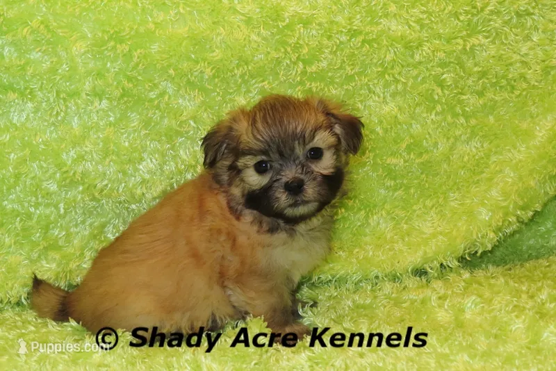 Gibson – Mal Shi puppy for sale in Macon, GA