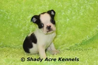 Indy--Splash with a Haggerty Spot, a male Boston Terrier for sale in Macon, GA – 3 of 10