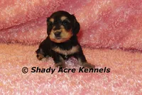 Long Coat Lodybug, a female Miniature Dachshund for sale in Macon, GA – 4 of 7