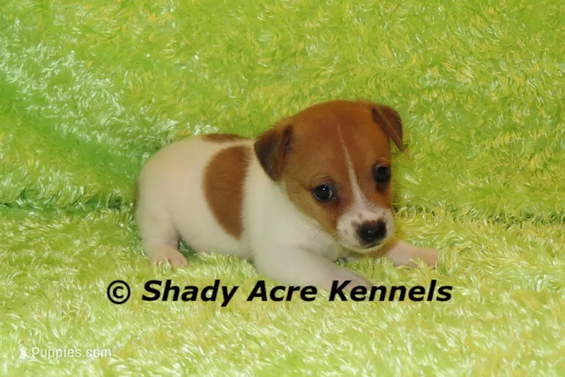 Gilmore – Jack Russell Terrier puppy for sale in Macon, GA