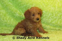 F1b MINI Laroy--average weight 30lbs, a male Miniature Goldendoodle for sale in Macon, GA – 2 of 8