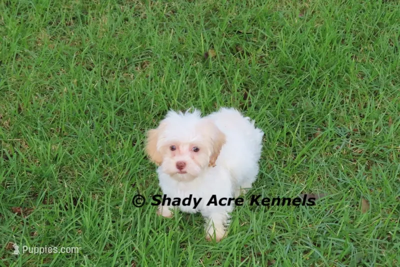 Rolanda – Havamalt puppy for sale in Macon, GA