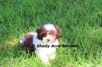 RobinHood, a male Havamalt for sale in Macon, GA – 8 of 10