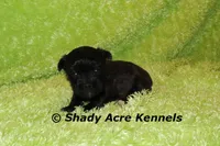 William, a male Shihpoo for sale in Macon, GA – 4 of 5