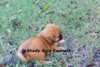 Firston--Parent pics too, a male Shih Tzu for sale in Macon, GA – 6 of 8