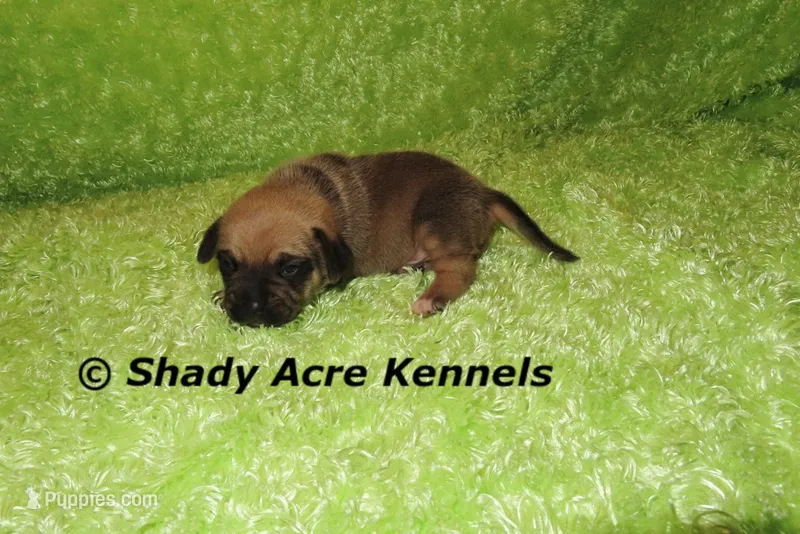 Bebby – Puggle puppy for sale in Macon, GA