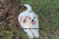 Girrett--Parent pics too, a male Mal Shi for sale in Macon, GA – 5 of 10