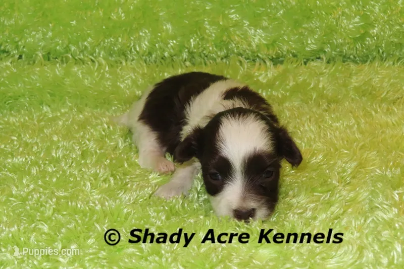 RobinHood – Havamalt puppy for sale in Macon, GA