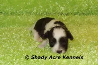 RobinHood, a male Havamalt for sale in Macon, GA – 6 of 7