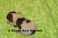 Smooth Shorty Cheff, a male Jack Russell Terrier for sale in Macon, GA – 4 of 5