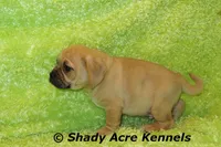 Benard, a male Puggle for sale in Macon, GA – 3 of 4