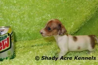 Long Coat Yang, a male Miniature Dachshund for sale in Macon, GA – 6 of 7